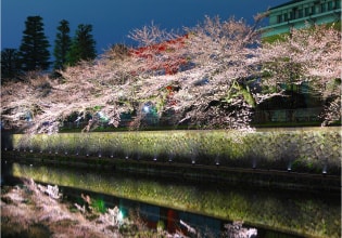 ライトアップされた桜並木