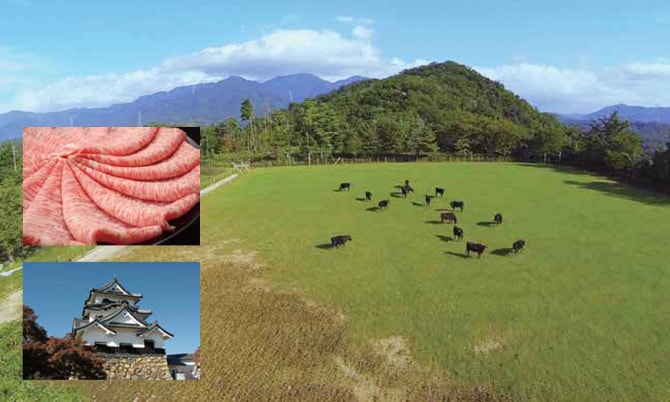 放牧されている近江牛。そのお肉と滋賀のお城