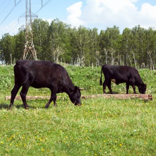 牧草を食べる近江牛